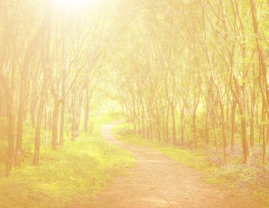 büyüleyici orman lane