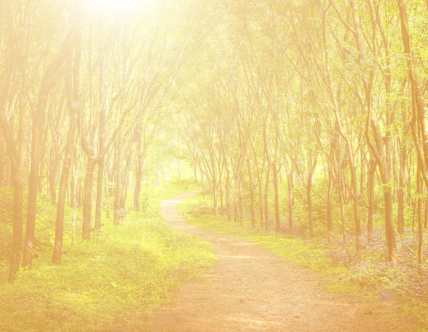 Enchanting Forest Lane — Stock Photo, Image