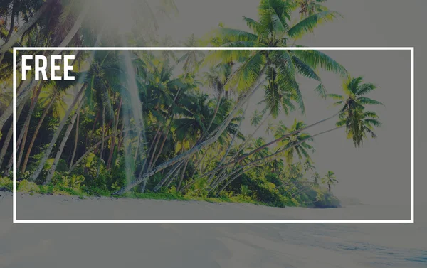 Зеленые пальмы на летнем острове — стоковое фото