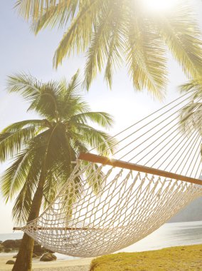 tropik ada ve grafik çerçeve