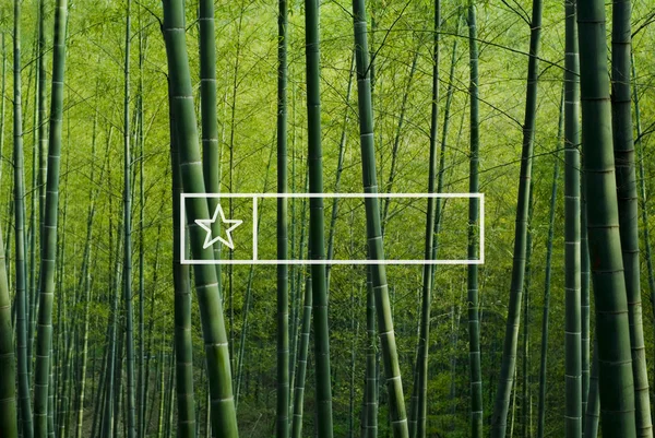 Bamboo Forest in China — Stock Photo, Image