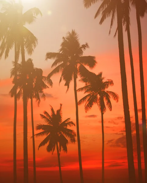 Silhouet Coconut Palm Tree — Stockfoto