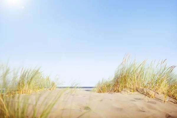 Песчаные дюны с травой — стоковое фото