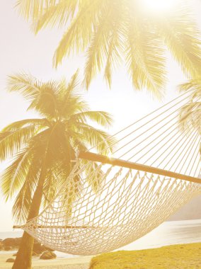 Siluet Hindistan cevizi hurma ağacı