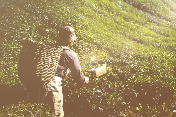 Dátumválasztó betakarítás tea levelek — Stock Fotó