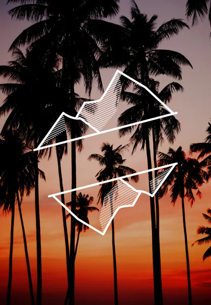 Silhouet Coconut Palm Tree — Stockfoto