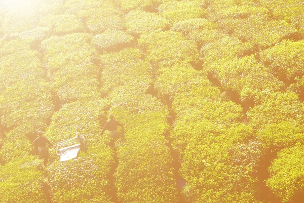 Catadores colhendo folhas de chá — Fotografia de Stock