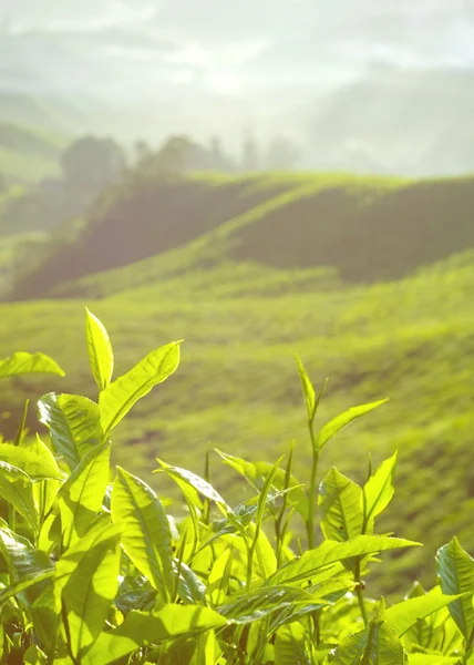 Feuilles de thé frais à la plantation — Photo