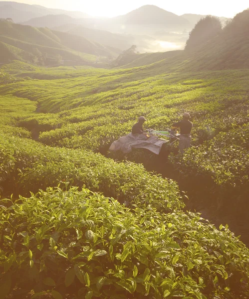 お茶の葉を収穫ピッカー — ストック写真