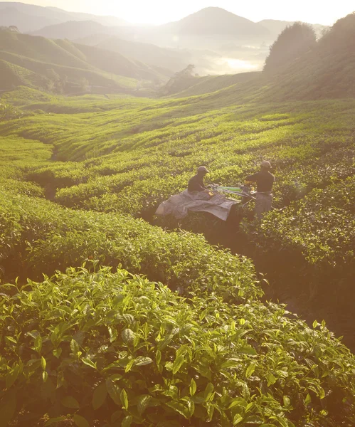 Recolectores cosechando hojas de té — Foto de Stock