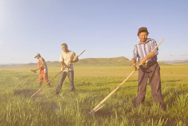 Agricoltori mongoli che lavorano sul campo — Foto Stock