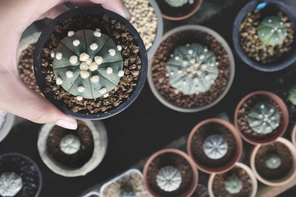 Various of green Cactus in pots — Stock Photo, Image