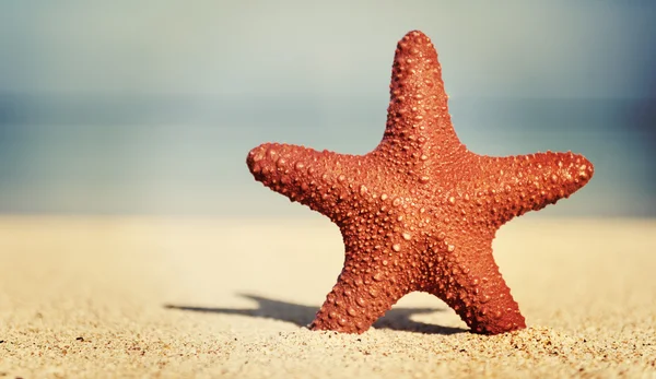 Estrella de mar roja en la playa —  Fotos de Stock