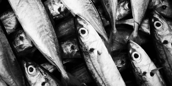 Konzept der Fischschule — Stockfoto