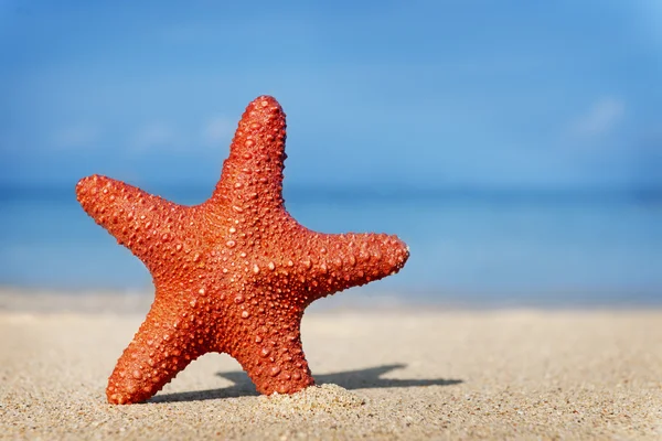 Estrella de mar en la playa de arena —  Fotos de Stock