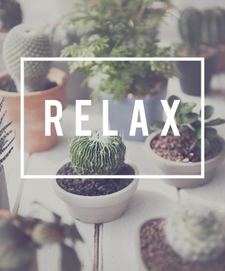 Masada yeşil bitkiler