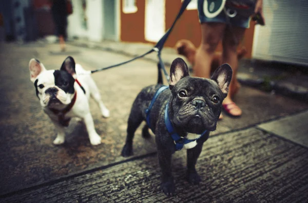 Tomar paseo encantadora mascota —  Fotos de Stock