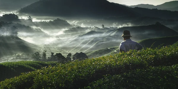 Agricultor en plantación de té — Foto de Stock