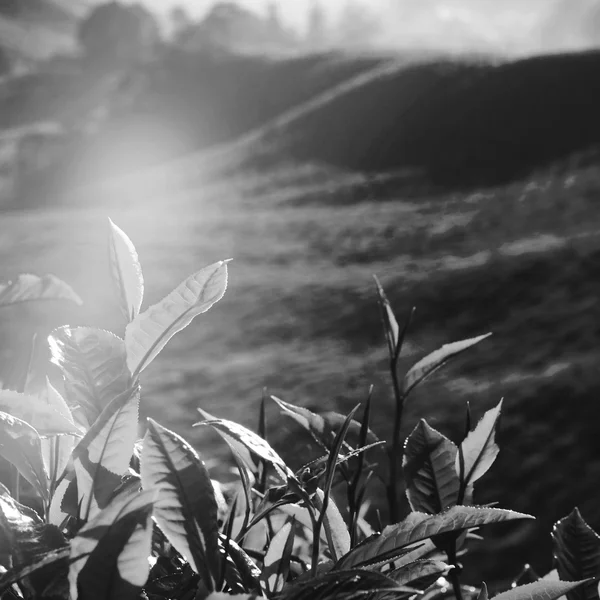 Fresh Tea Leaves at Plantation — Stock Photo, Image