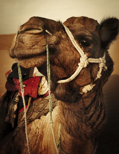 Camelo no deserto de Thar — Fotografia de Stock