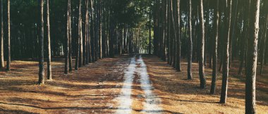 Yolu Forrest kırsal iz kavramı