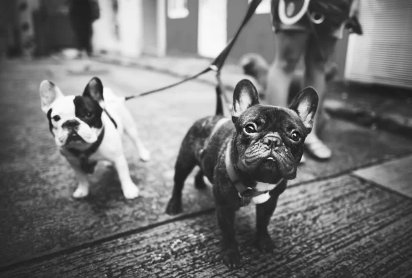 Tomar paseo encantadora mascota —  Fotos de Stock