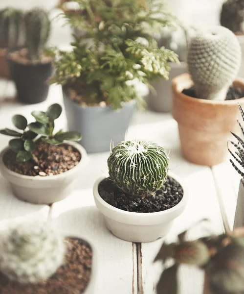 Varios de Cactus verde en macetas —  Fotos de Stock