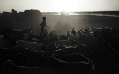 Küçük çocuk Herding keçi 