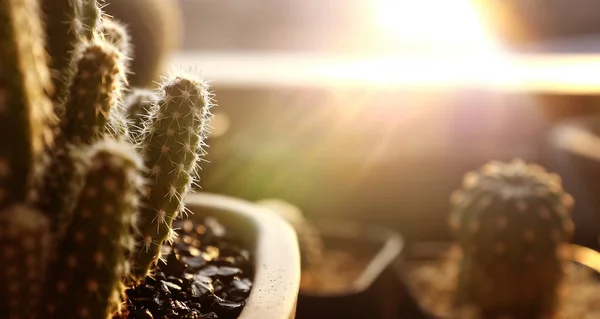 各种在花盆里的绿色仙人掌 — 图库照片