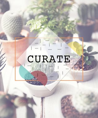 Çeşitli yeşil kaktüs