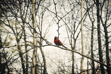 Güzel bir manzara kuş orman