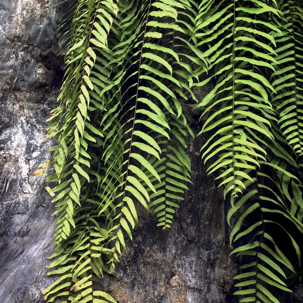 Fern Atmosphere Greenery Plants — Stock Photo, Image