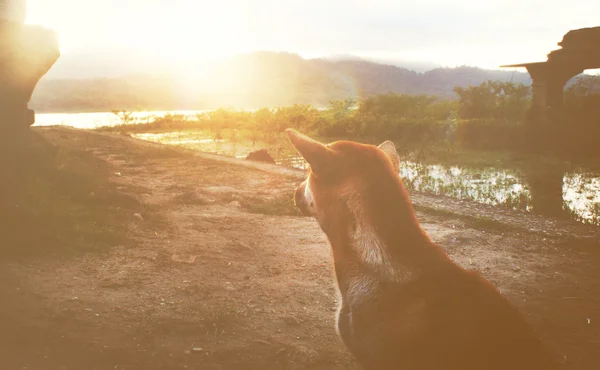 Cão e bela vista pôr do sol — Fotografia de Stock