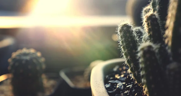 Varios de Cactus verde en macetas —  Fotos de Stock