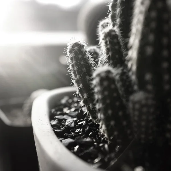 Különböző zöld kaktusz cserépben — Stock Fotó