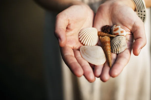 Conchas marinas en las manos —  Fotos de Stock