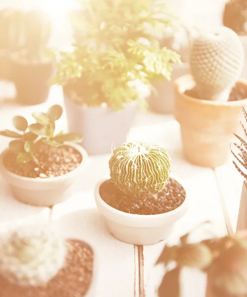 Olika av gröna Cactus — Stockfoto