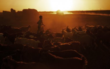 Küçük çocuk Herding keçi 