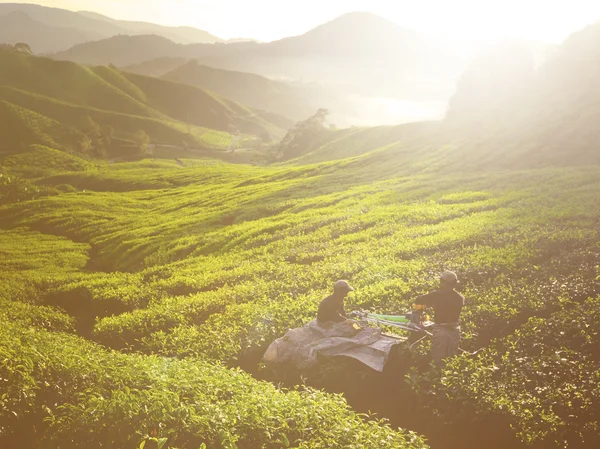 Recolectores cosechando hojas de té — Foto de Stock