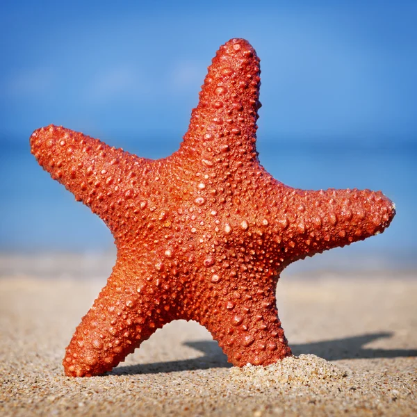 Starfish on sandy Beach — Stock Photo, Image