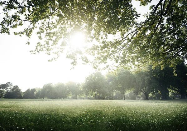 Tranquil Natural Summer Park — Stock Photo, Image