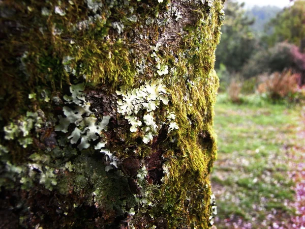 Moss πράσινο δέντρο — Φωτογραφία Αρχείου