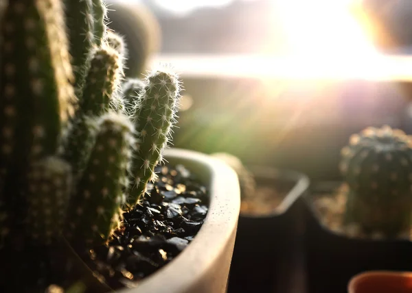 Divers de cactus vert en pots — Photo