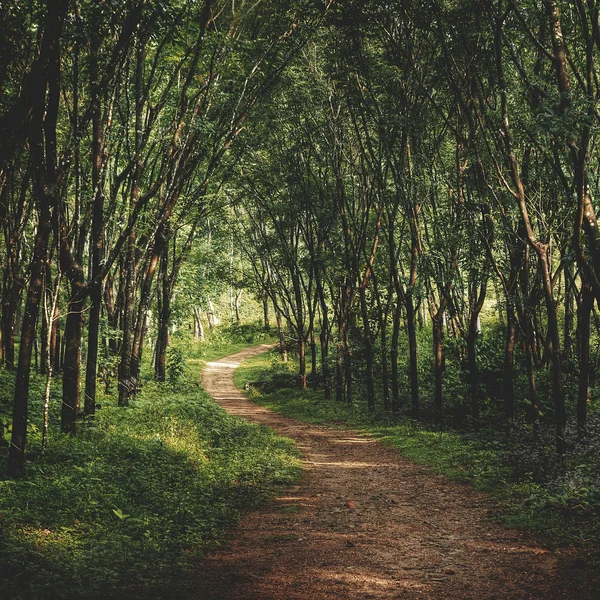 Sabah, orman yolu — Stok fotoğraf