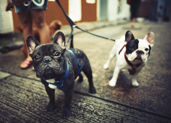 Take Walk Lovely Pet — Stock Photo, Image