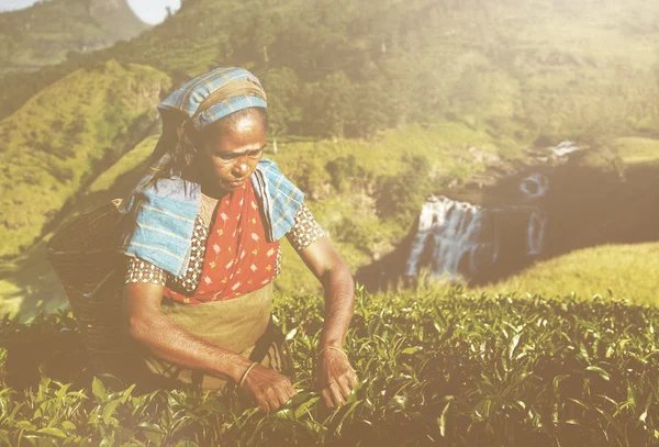 Women Tea Pickers in Sri Lanka — Stock Photo, Image