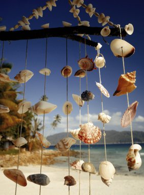 Sea shells and summer concept clipart