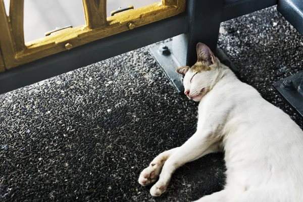 Gatto che dorme in strada — Foto Stock