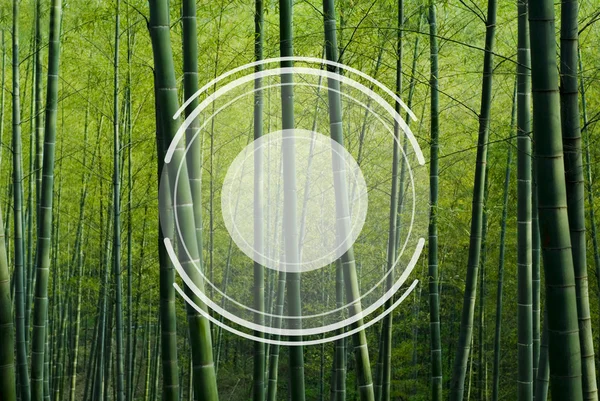 Las bambusowy w Chinach — Zdjęcie stockowe