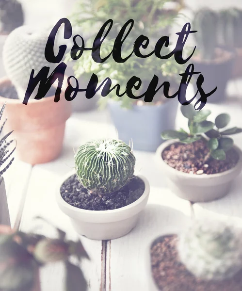 küçük ev bitkiler üzerinde tablo